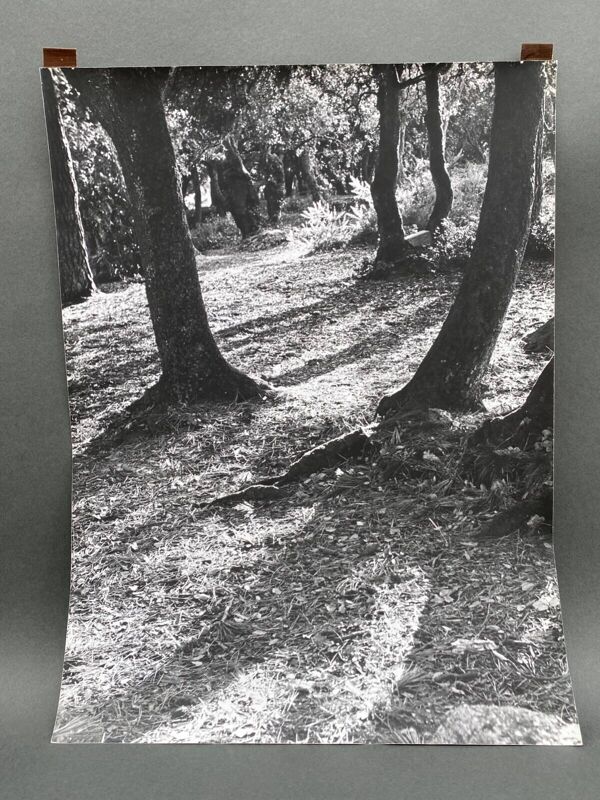 Photographie argentique Bernard Darot Lumière en sous-bois XXe