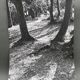 Silver gelatin photograph by Bernard Darot, Light in the Undergrowth, 20th century