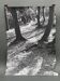 Silver gelatin photograph by Bernard Darot, Light in the Undergrowth, 20th century
