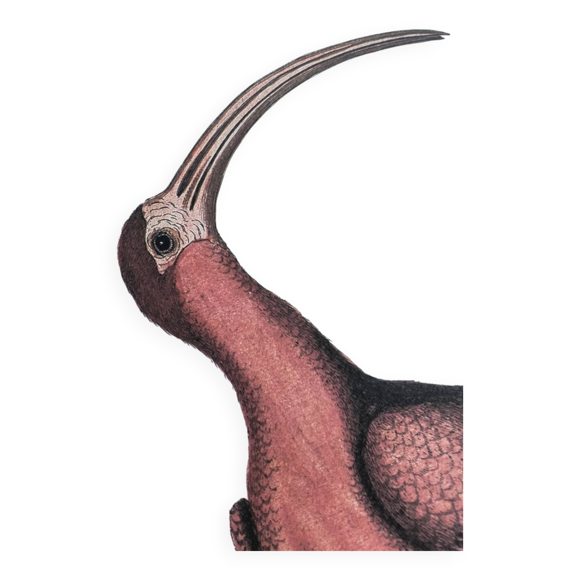 Antique bird engraving - Red Whimbrel - Nature plate by Seligmann