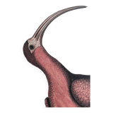 Antique bird engraving - Red Whimbrel - Nature plate by Seligmann