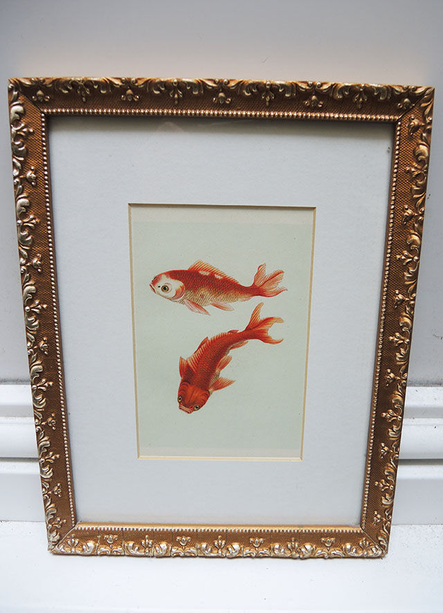 Old framed lithograph: goldfish