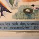 School vintage poster the primrose and the bird and its nest