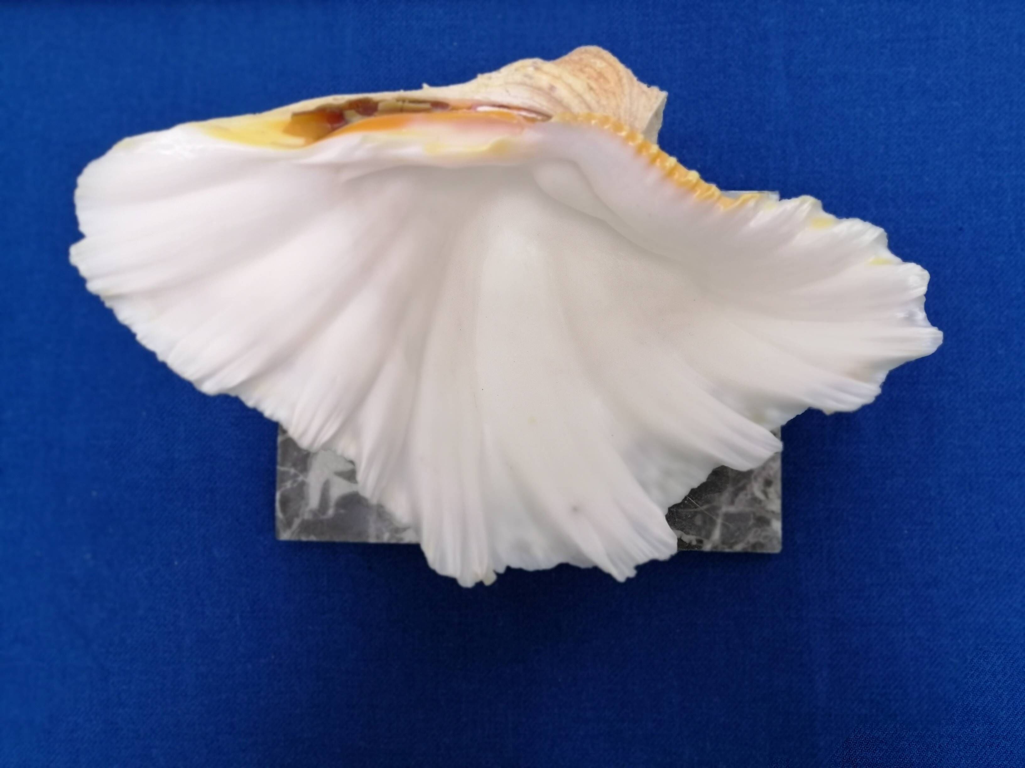 Shell-shaped catchall