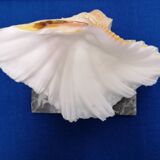 Empty shell pocket