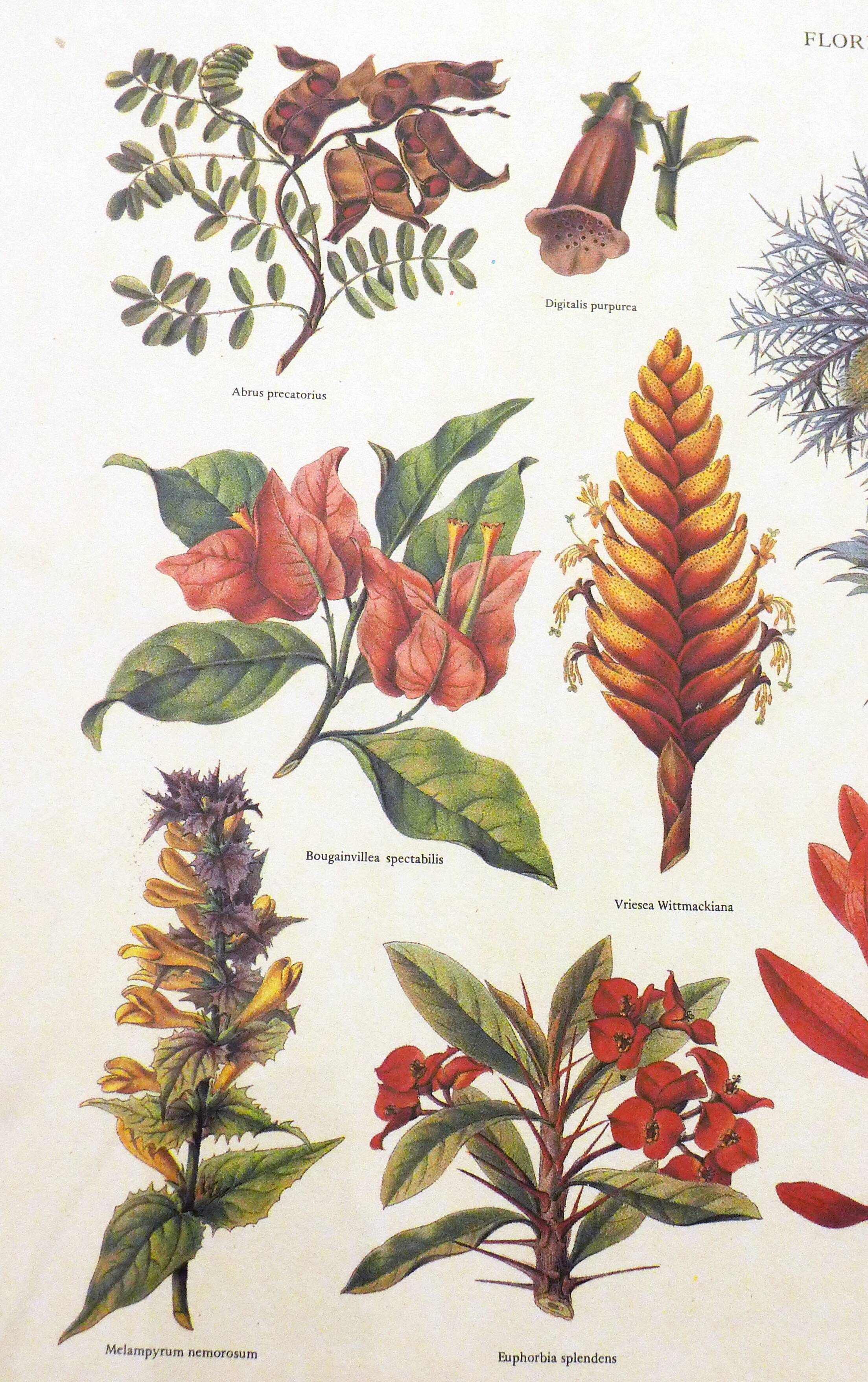 Framed Wildflower Botanical Plate