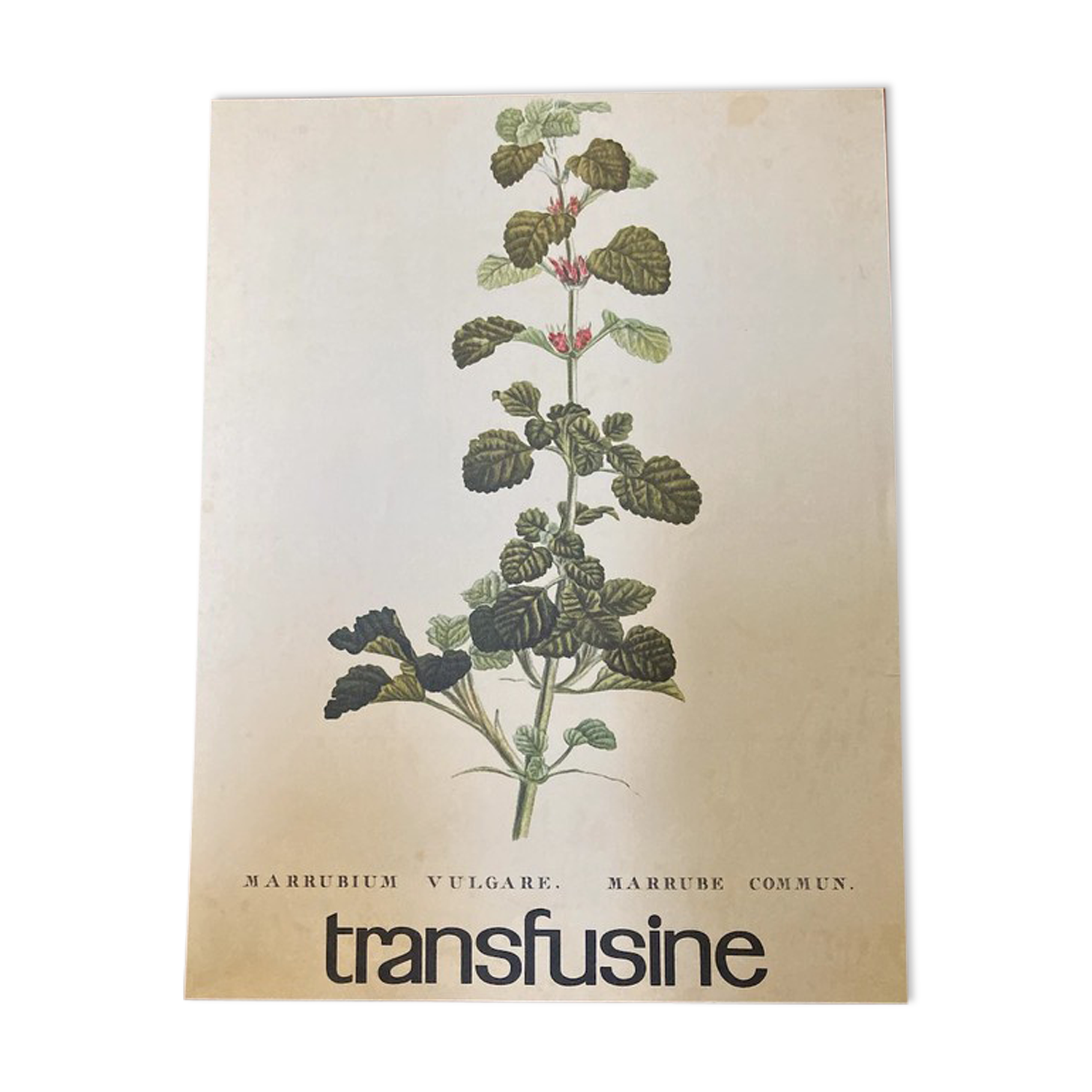 Botanical poster Marrubium Vulgare