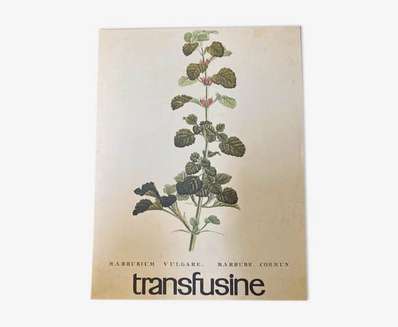 Affiche botanique Marrubium Vulgare