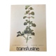 Botanical poster Marrubium Vulgare