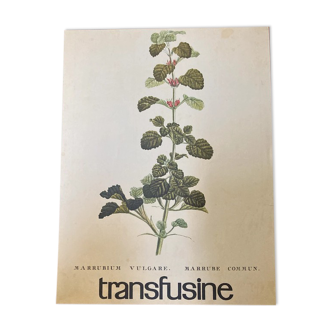 Botanical poster Marrubium Vulgare