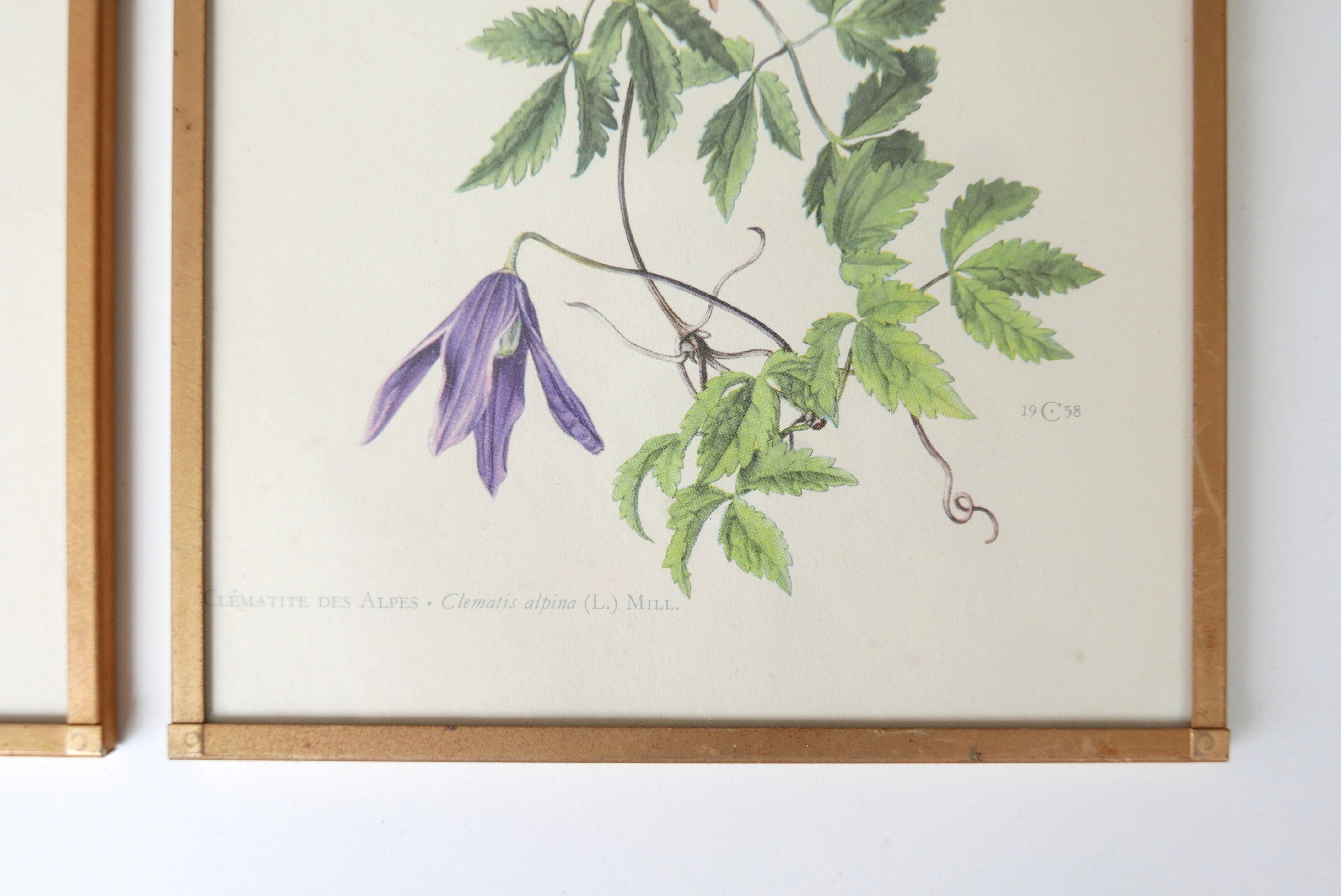 Set of 4 herbarium lithographs, 70s
