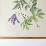 Set of 4 herbarium lithographs, 70s