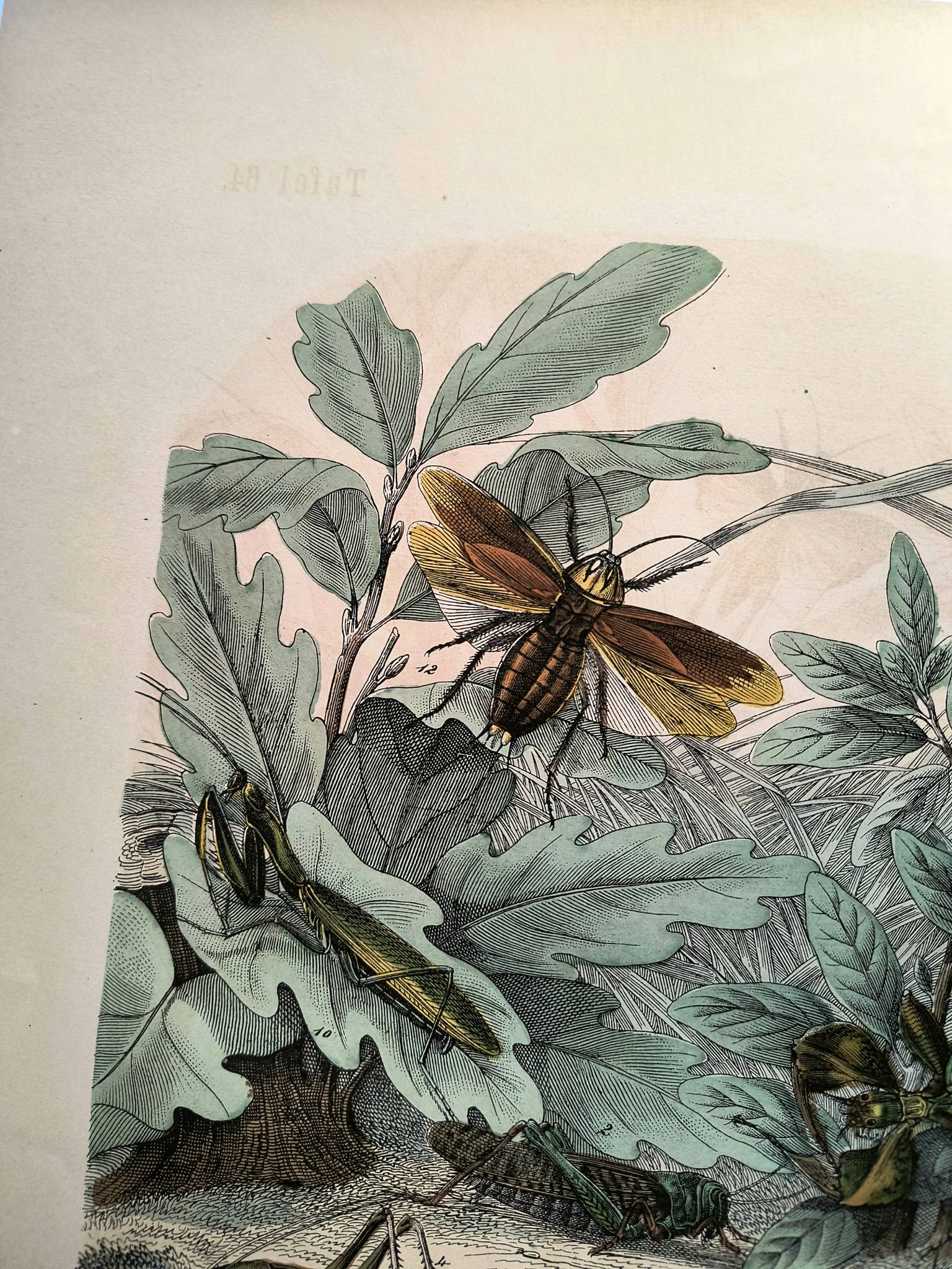 Old engraving from 1886 - Tropical insects and grasshoppers - Lithograph