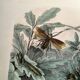 Gravure ancienne de 1886 - Insectes tropicaux et sauterelles - Lithographie