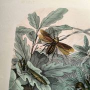Old engraving from 1886 - Tropical insects and grasshoppers - Lithograph