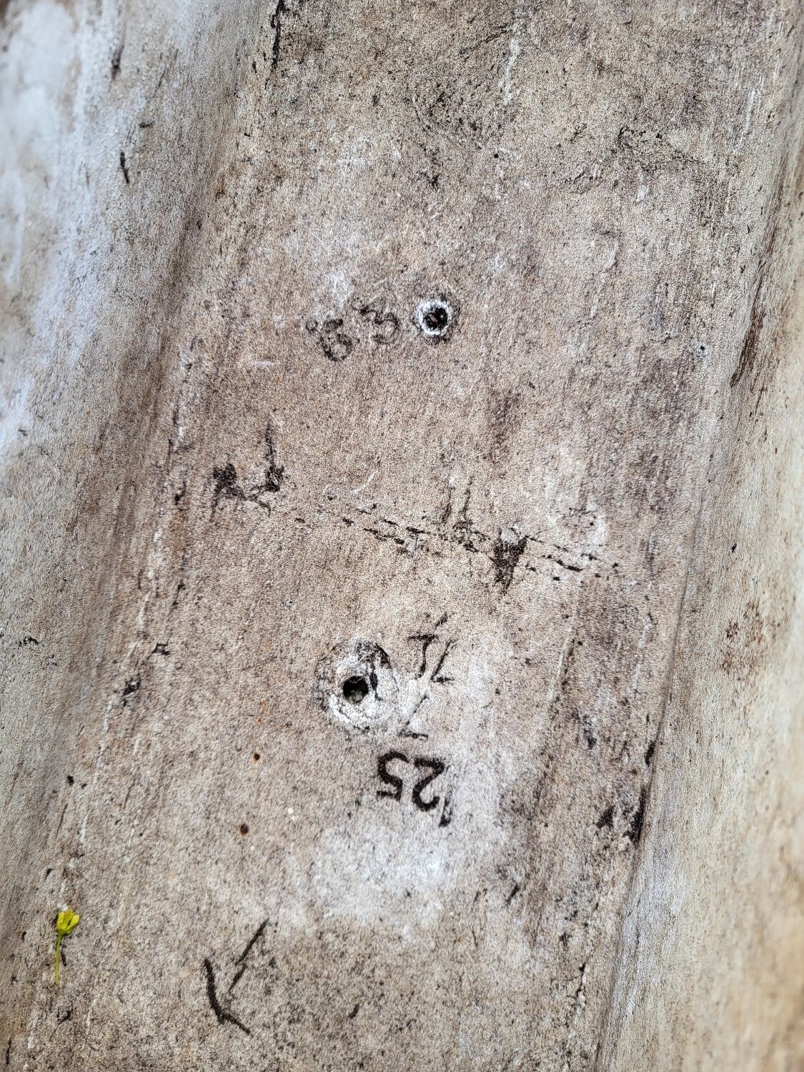 Eternit planters by Willy Guhl