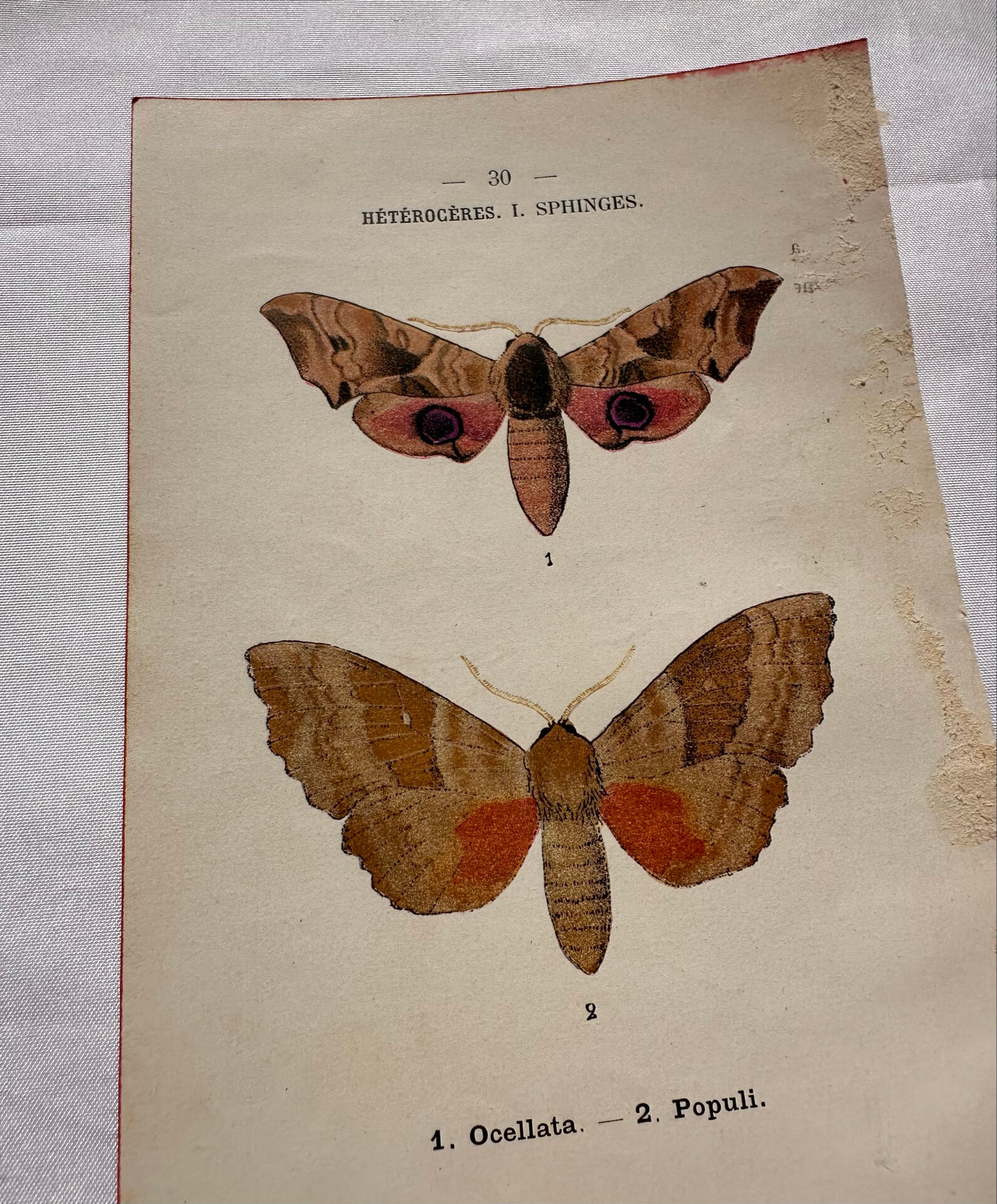 Gravure naturaliste  Papillon 19eme affiche botanique originale 1800