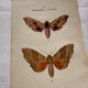 Gravure naturaliste  Papillon 19eme affiche botanique originale 1800