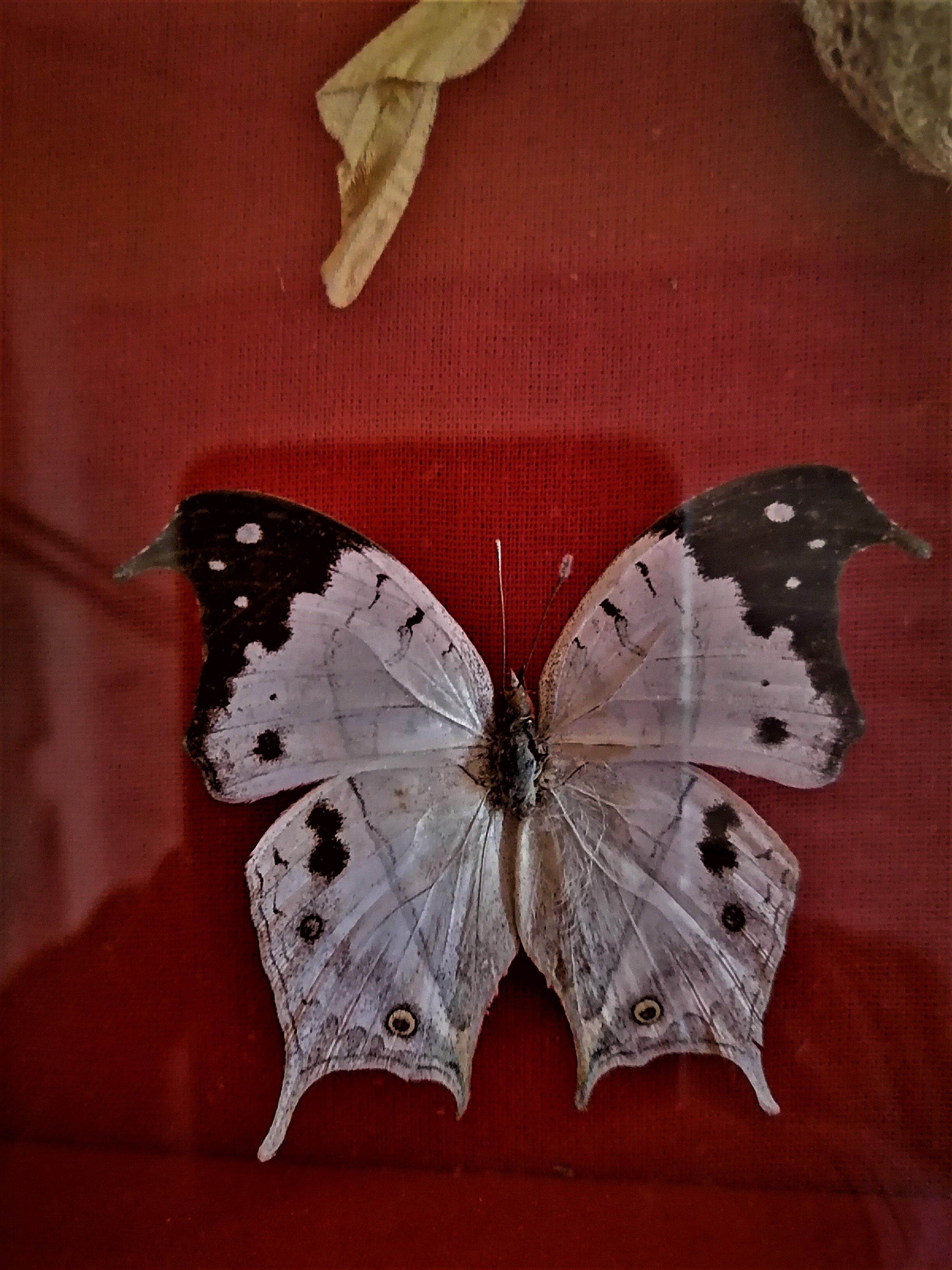 Curiosity, entomology, taxidermy, 9 butterflies