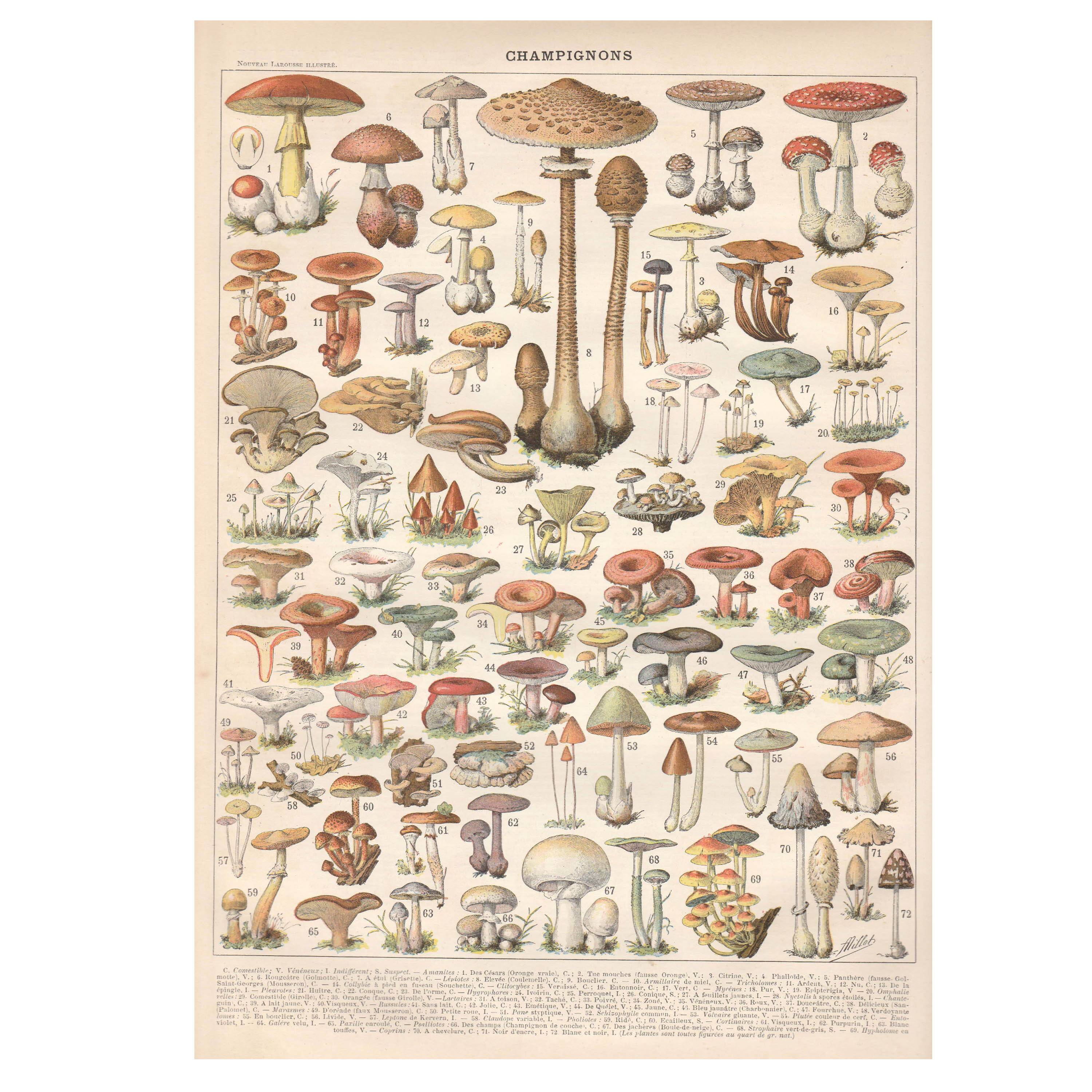 Lithograph plate of mushrooms 1900