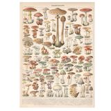 Lithograph plate of mushrooms 1900