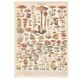 Lithograph plate of mushrooms 1900