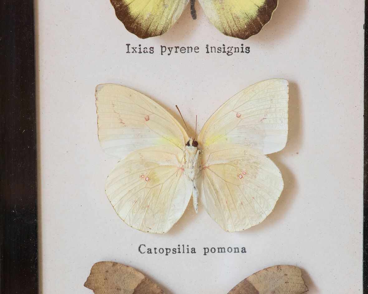 Framed butterflies