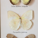 Framed butterflies