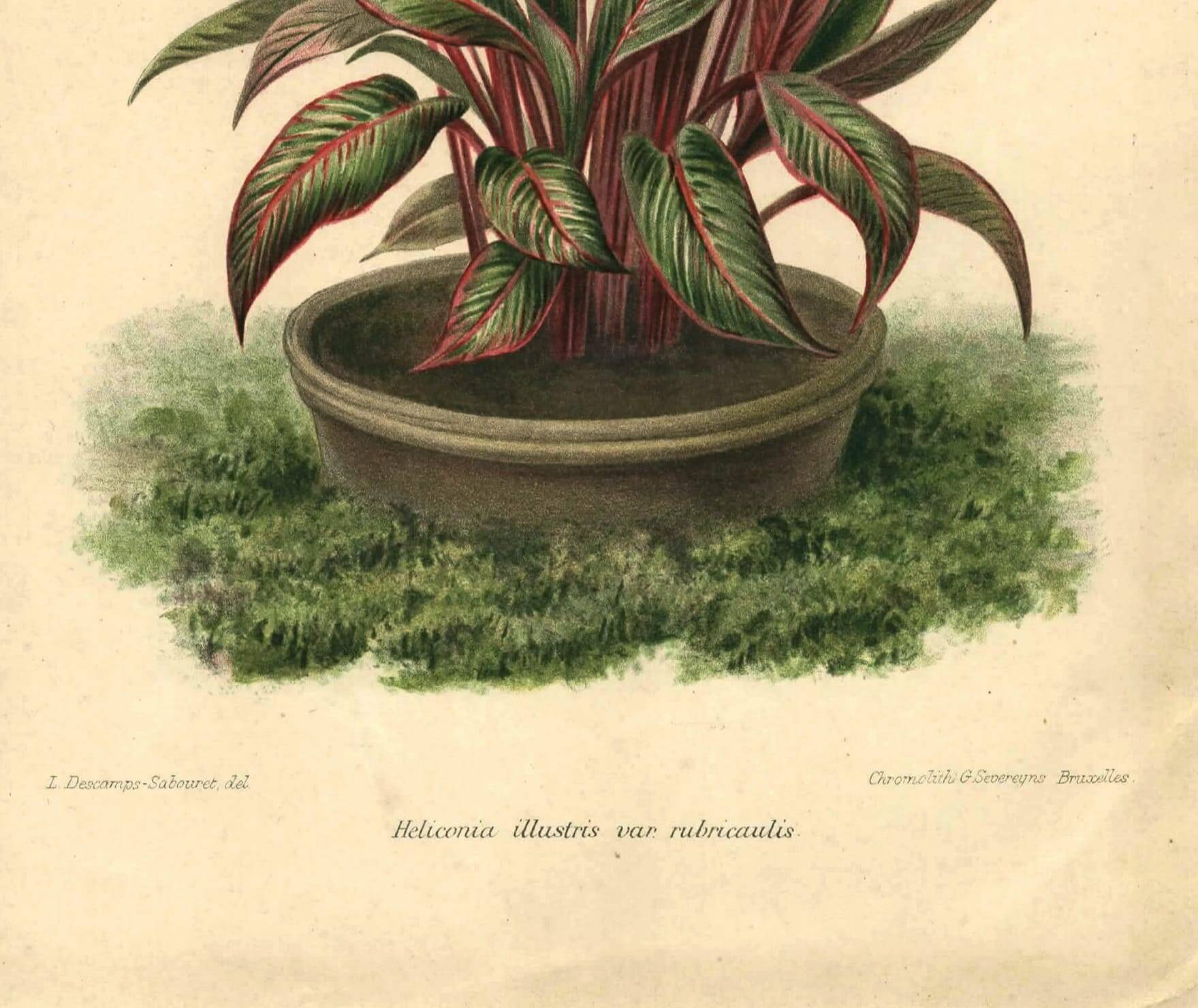 Botanical engraving from 1896 by Descamps-Sabouret • Heliconia illustris • Old lithograph