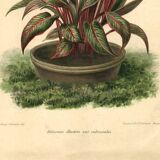 Gravure Botanique de 1896 par Descamps-Sabouret • Héliconie illustris • Lithographie ancienne