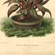 Botanical engraving from 1896 by Descamps-Sabouret • Heliconia illustris • Old lithograph