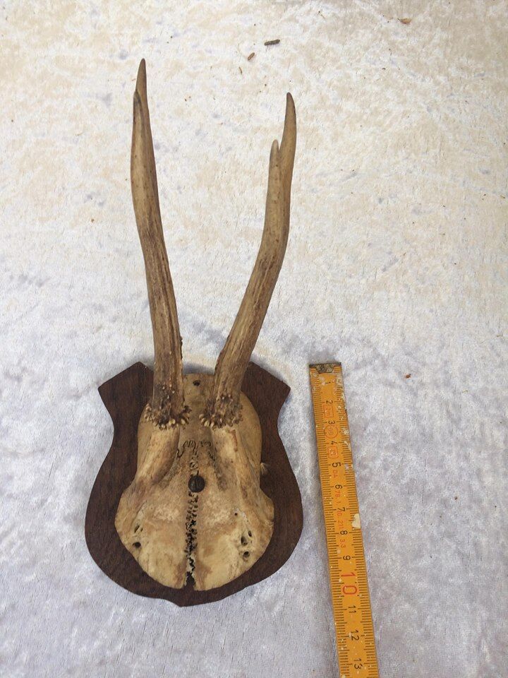 Hunting trophy
