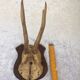 Hunting trophy