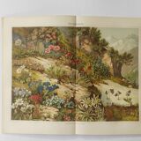 Lithographie ancienne 1909 - Flore alpine - gravure nature montagne vintage