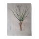 Botanical board Vellosia Albiflora, lithographed and colored, Sertum Botanicum 1832