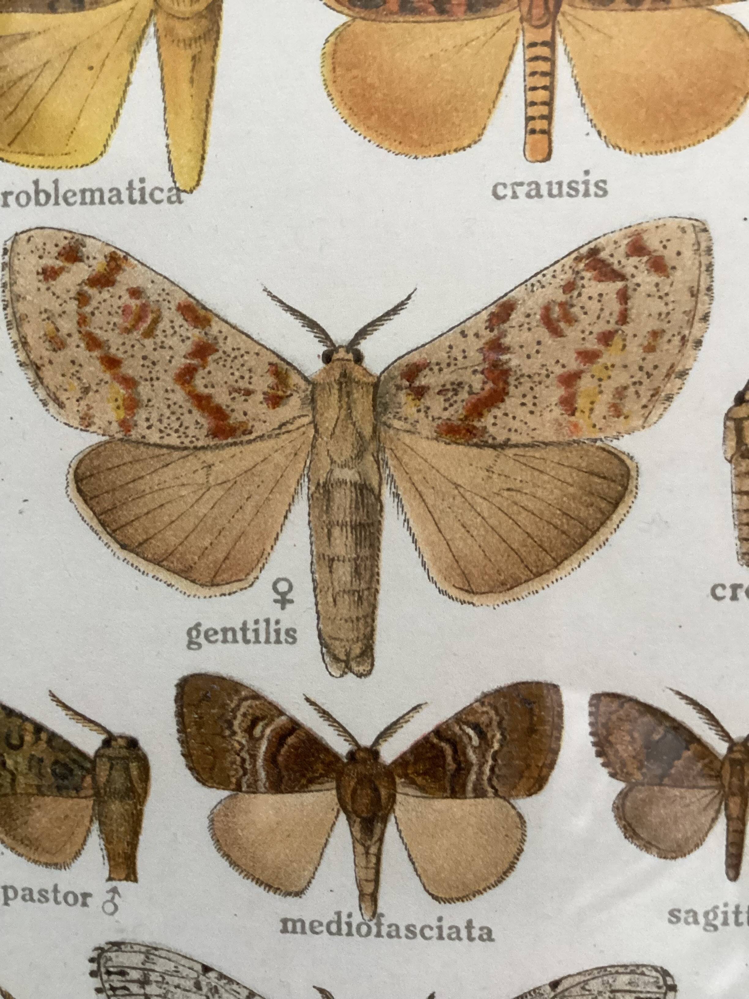 Antique color lithograph of butterflies; dimensions: height - 36.5 cm