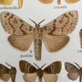 Antique color lithograph of butterflies; dimensions: height - 36.5 cm