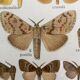 Antique color lithograph of butterflies; dimensions: height - 36.5 cm