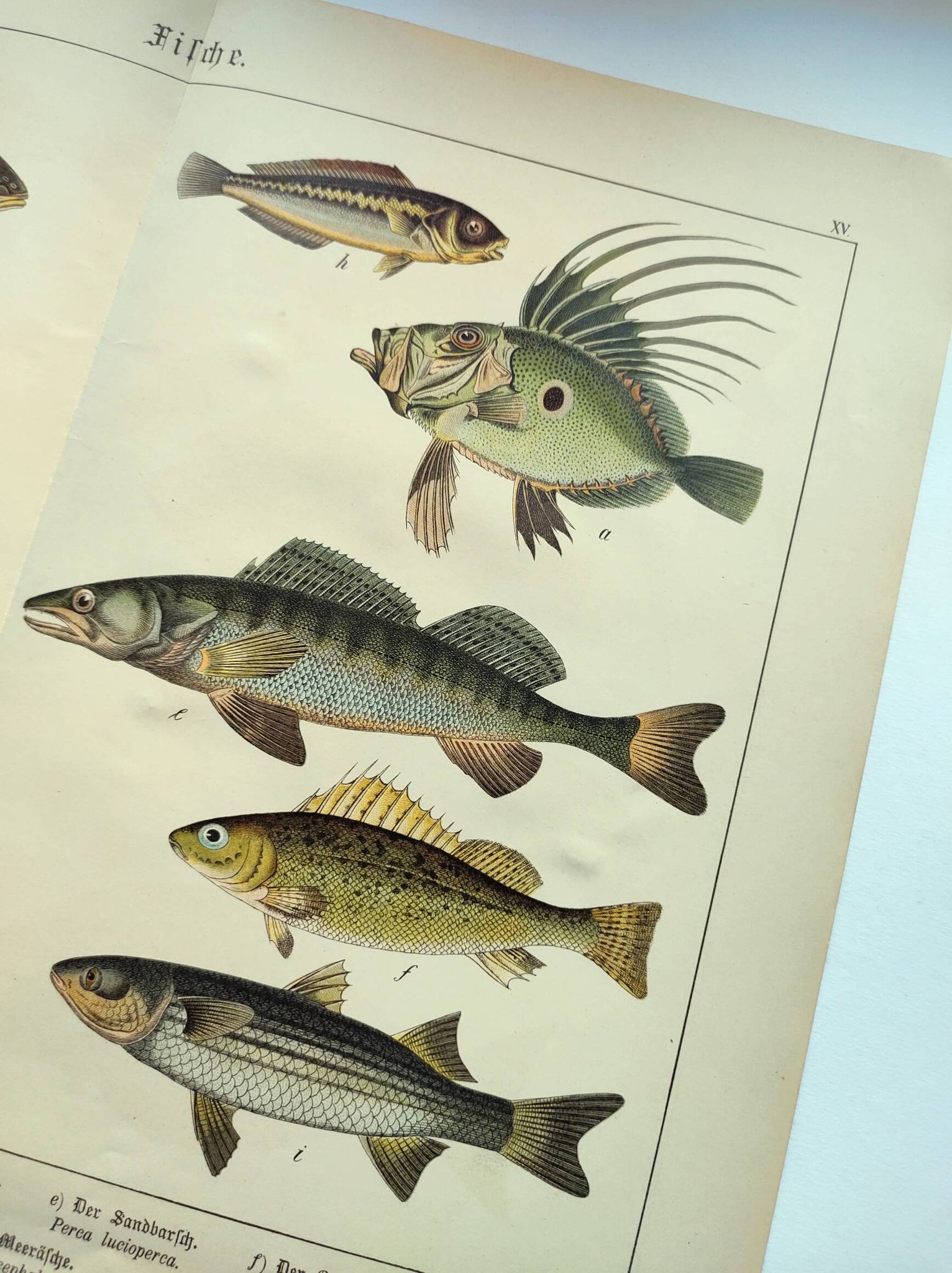 Gravure de 1898 - Poissons - Perche et Flétan- Grande Lithographie Vintage