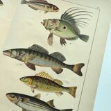 1898 Engraving - Fish - Perch and Halibut - Large Vintage Lithograph