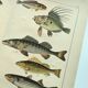 1898 Engraving - Fish - Perch and Halibut - Large Vintage Lithograph