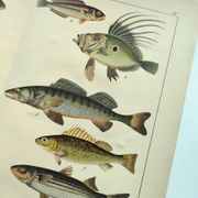 Gravure de 1898 - Poissons - Perche et Flétan- Grande Lithographie Vintage