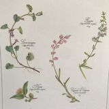 Vintage botanical board