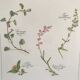 Planche botanique vintage