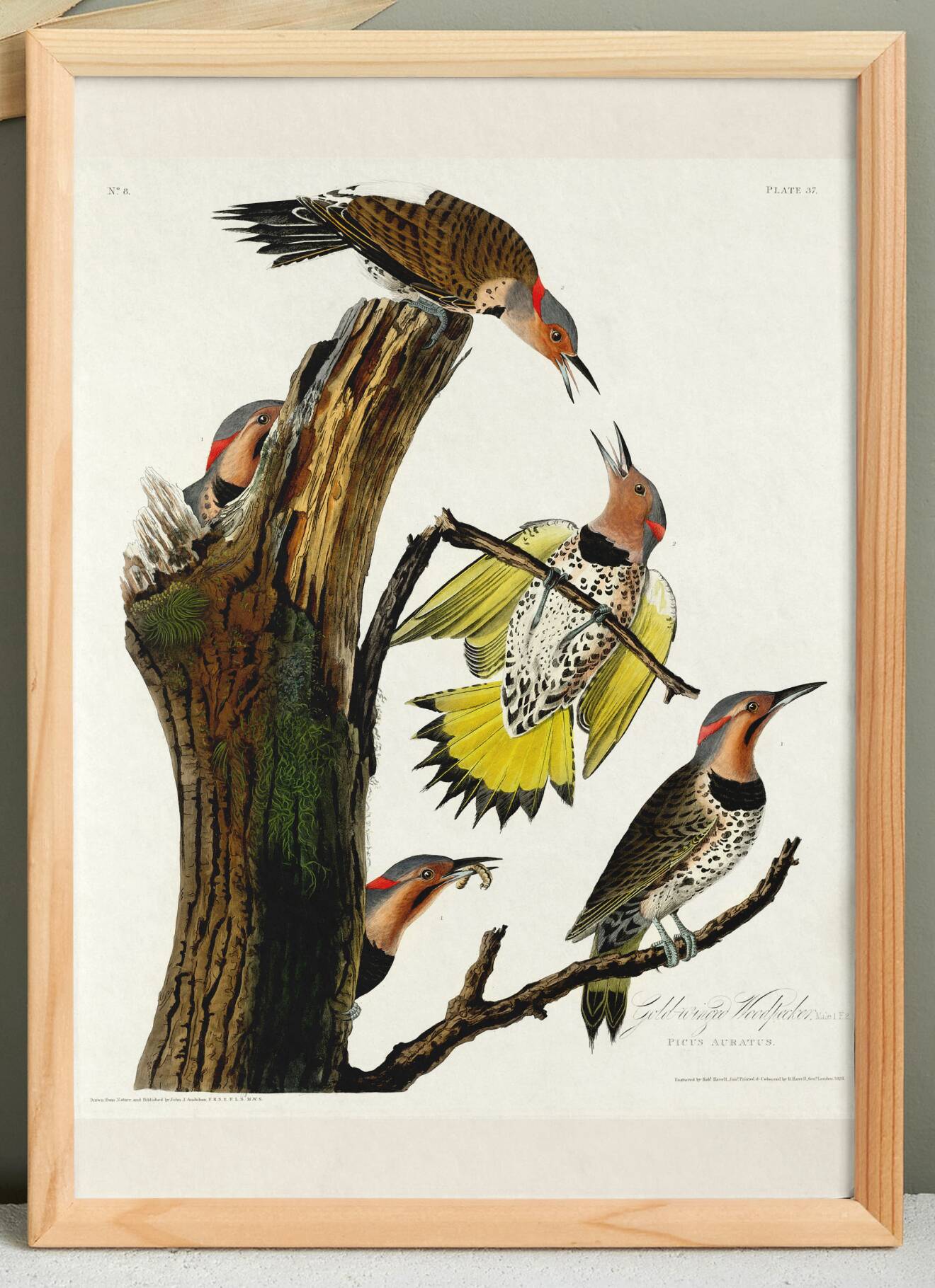 Poster about the Flaming Peak, based on an old engraving from 1827.