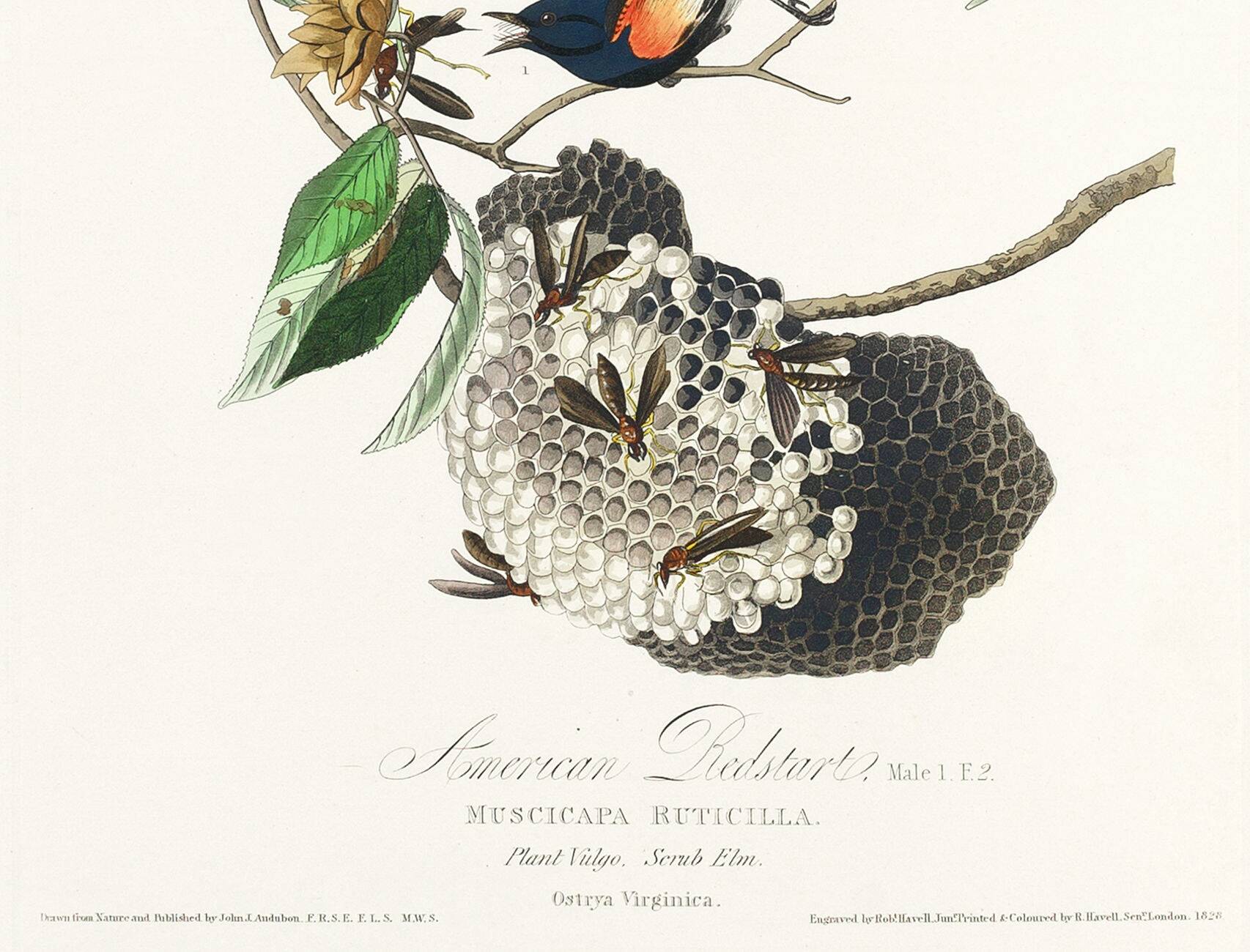 Poster of the Flickering Flycatcher, after an old engraving from 1827