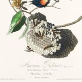 Poster of the Flickering Flycatcher, after an old engraving from 1827