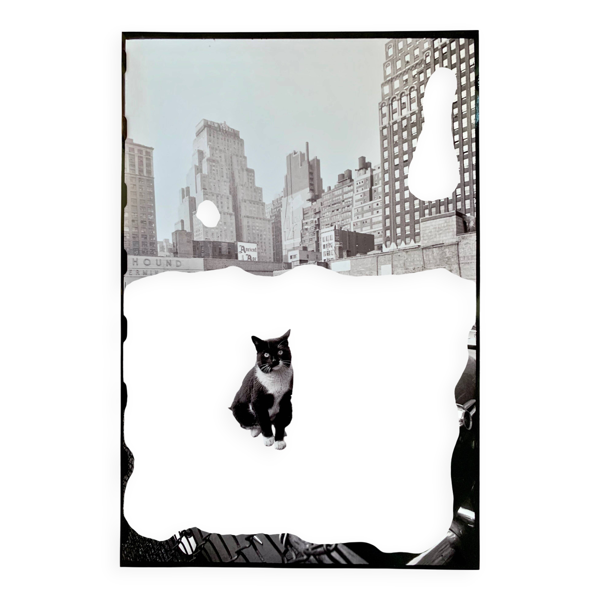 Fine Art Photography by Angelo Rizzuto “Cat on a Car” – New York, 1958