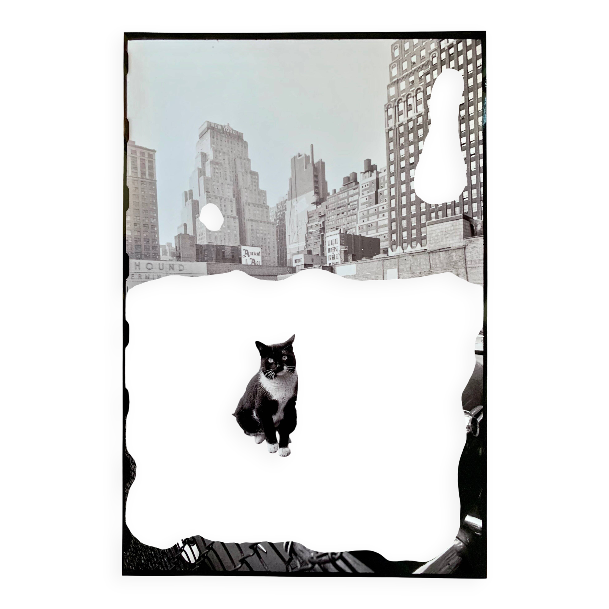 Fine Art Photography by Angelo Rizzuto “Cat on a Car” – New York, 1958