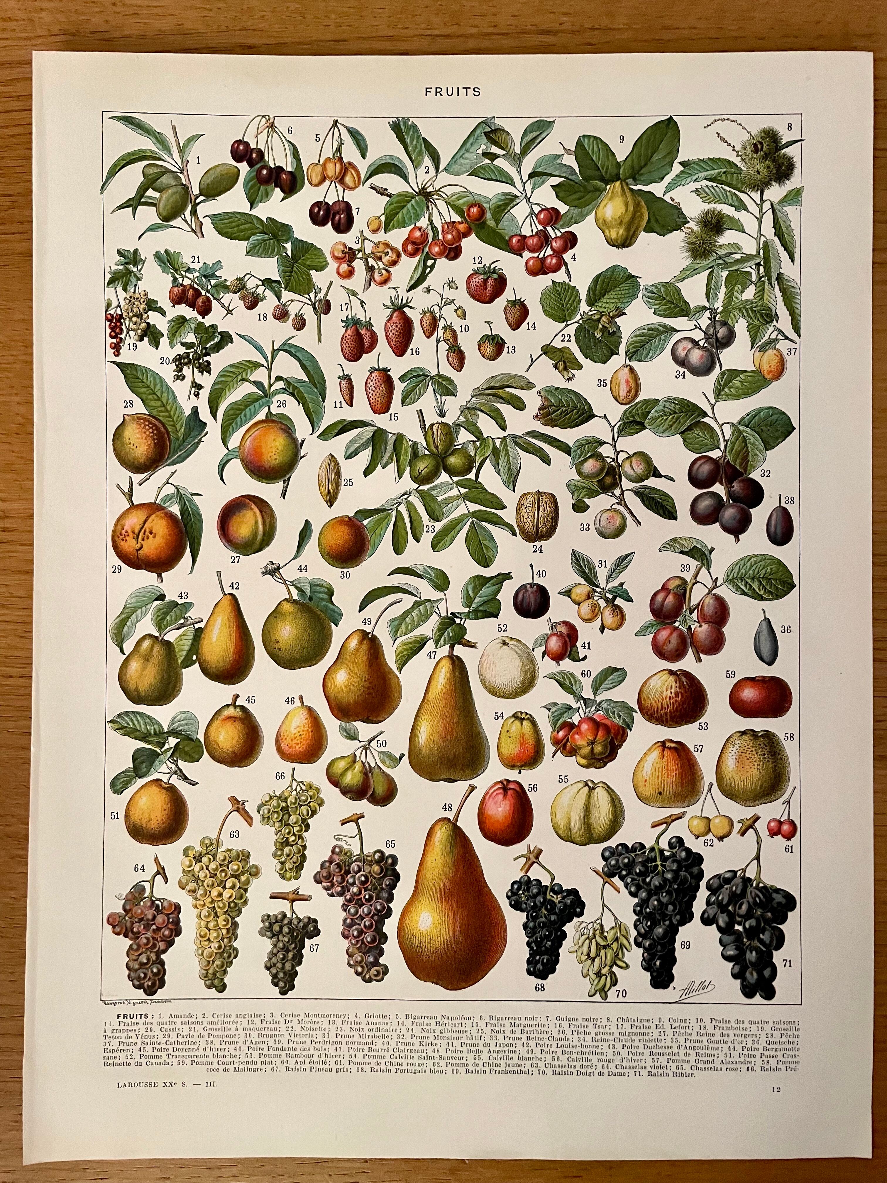 Lithograph on fruits - 1930